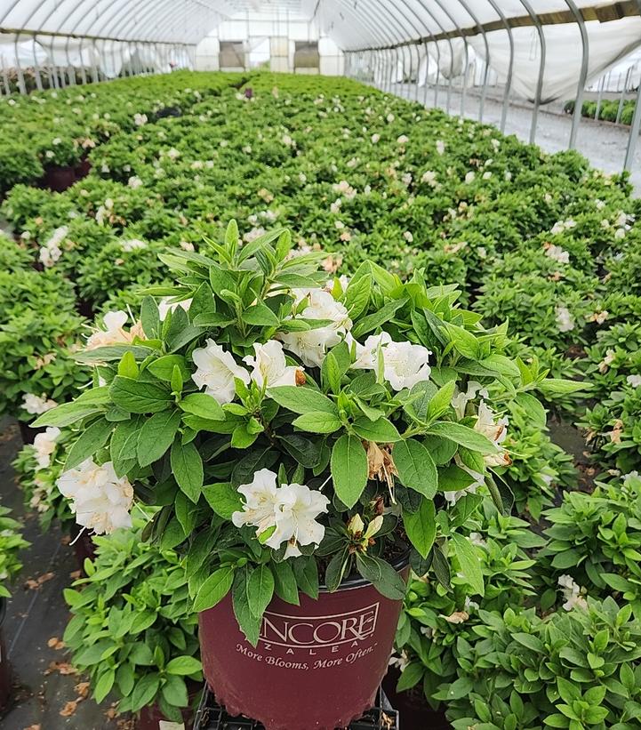 Azalea x Encore® Autumn Lily®