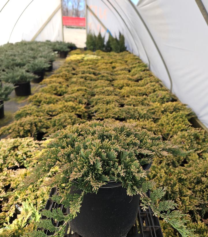 Juniperus horizontalis Golden Carpet