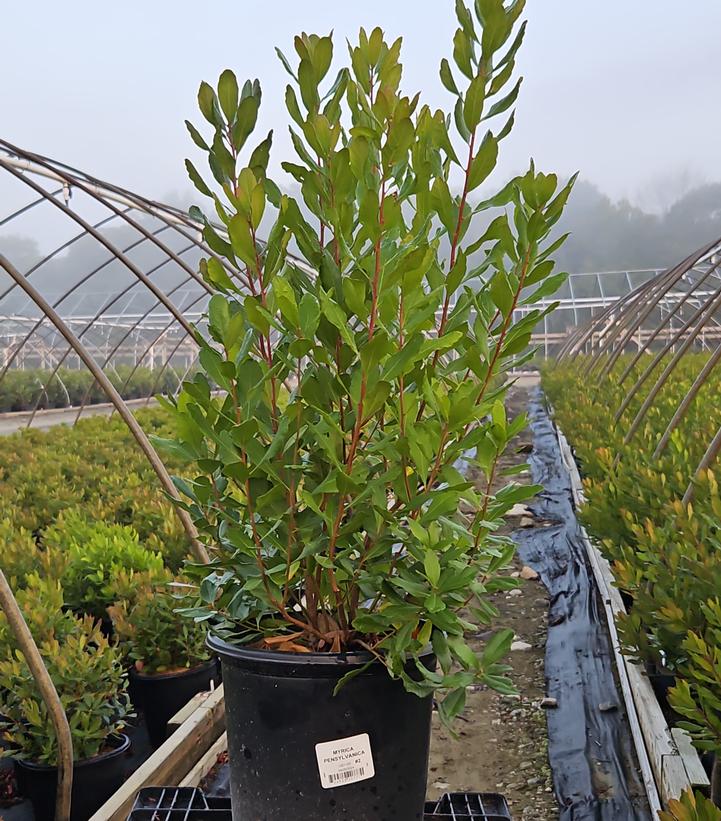 Myrica pensylvanica 