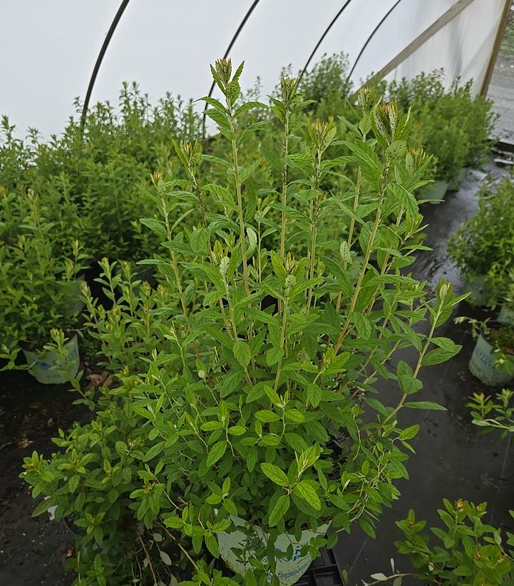 Spiraea tomentosa 