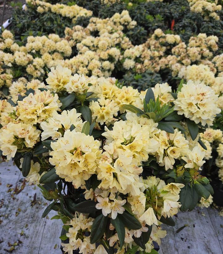 Rhododendron Capistrano
