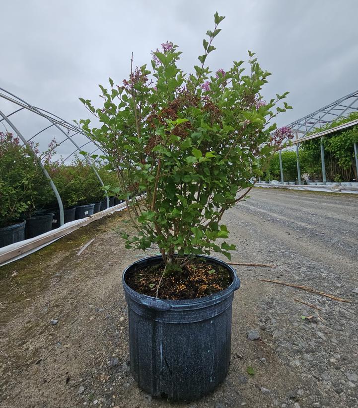 Syringa meyeri 'Palibin'