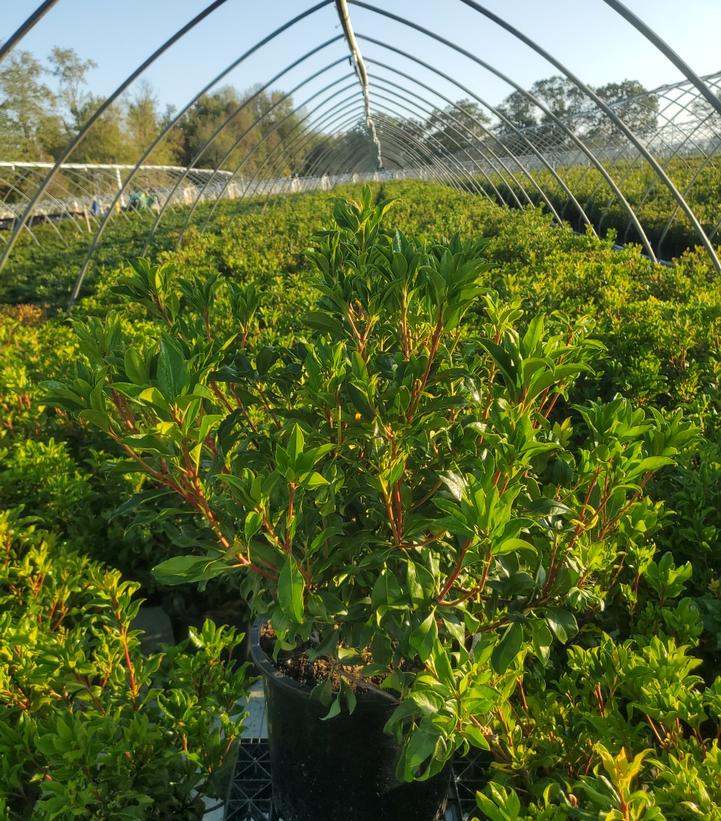 Kalmia latifolia Olympic Fire