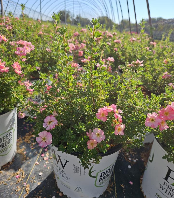 Potentilla fruticosa Happy Face Hearts®