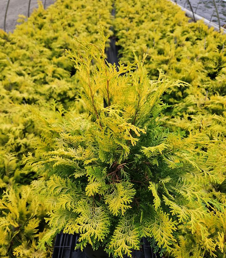 Chamaecyparis obtusa 'Crippsii'