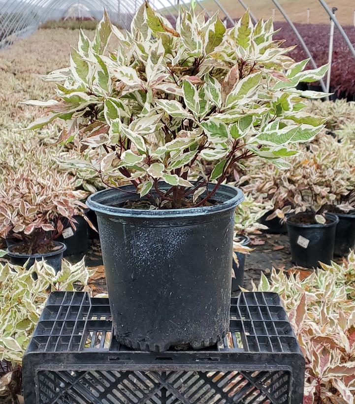 Cornus alba Ivory Halo®