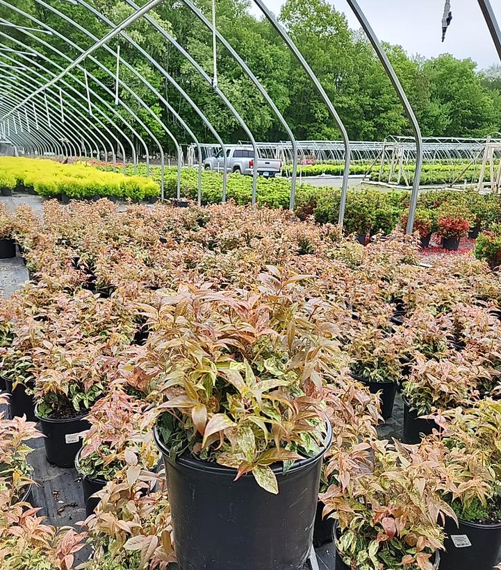 Leucothoe fontanesiana Rainbow