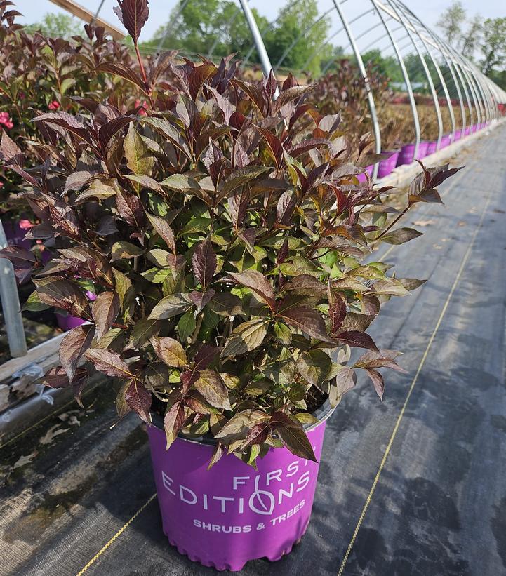 Weigela florida Shining Sensation™