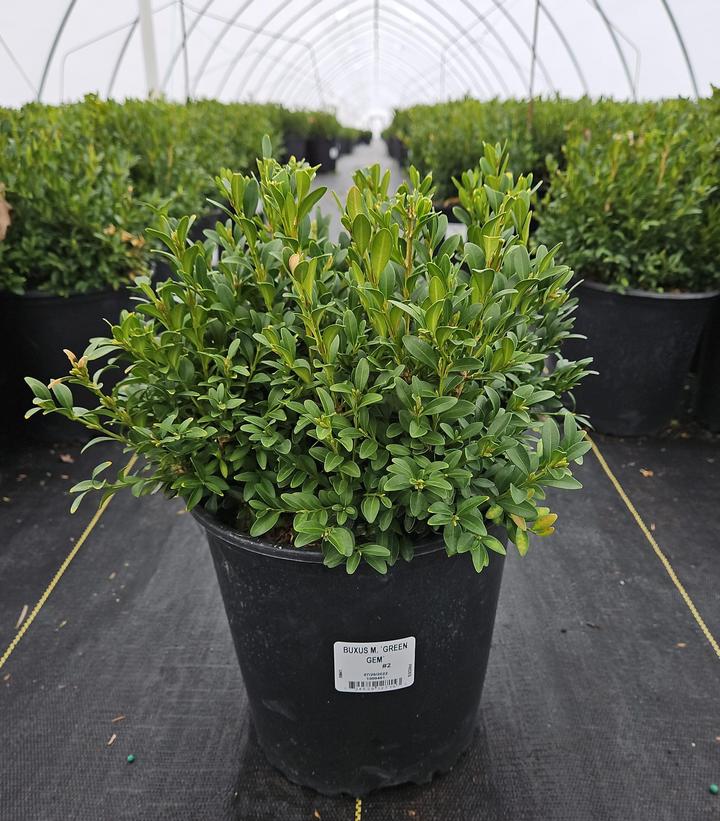 Buxus microphylla var. japonica 'Green Gem'