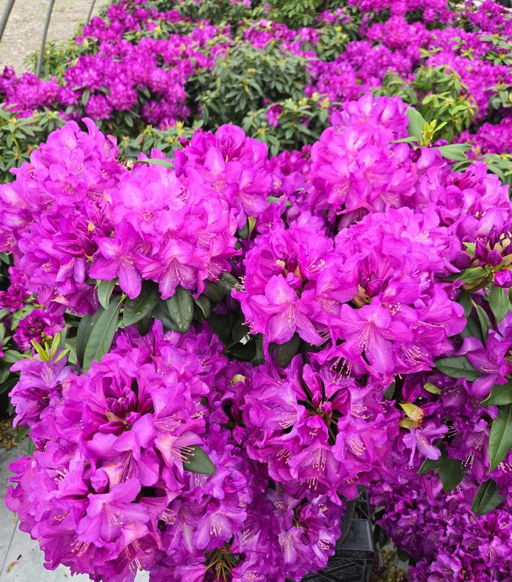 Rhododendron 'Purple Passion'