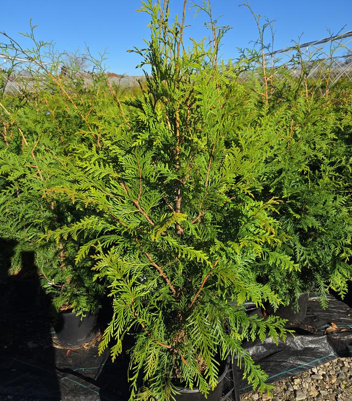Thuja x 'Green Giant'