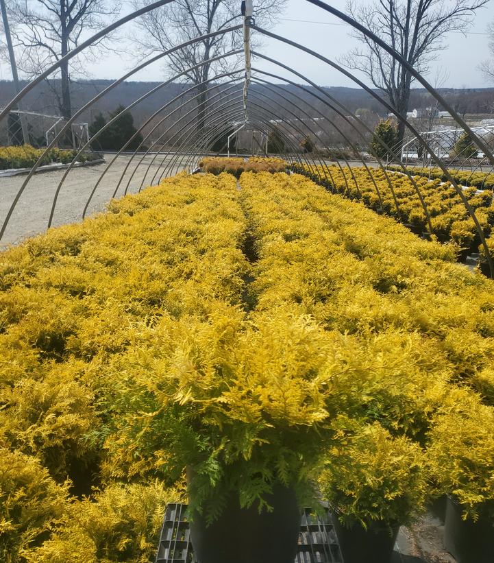 Chamaecyparis pisifera 'Vintage Gold'