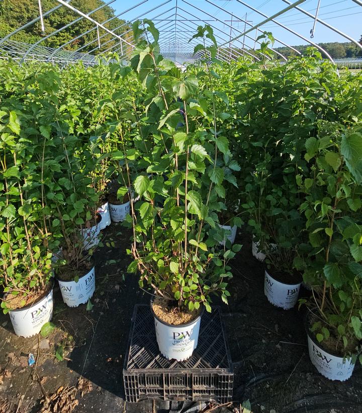 Viburnum dentatum Blue Muffin®