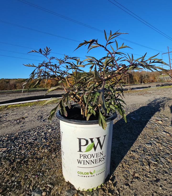 Sambucus nigra Black Lace®