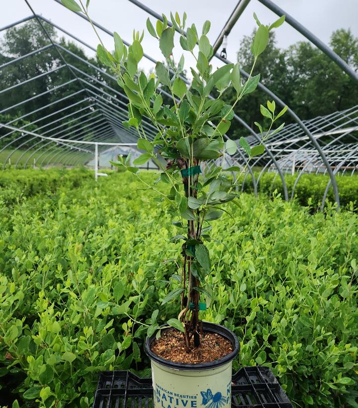 Lonicera sempervirens 'Major Wheeler'