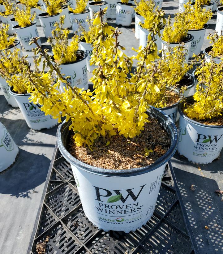 Forsythia Show Off® Sugar Baby®