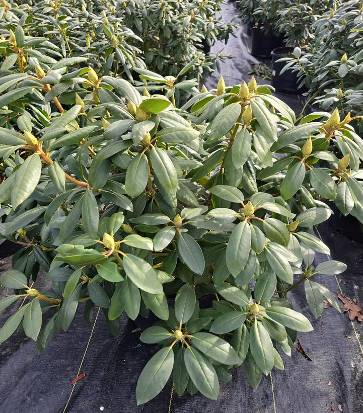 Rhododendron cat. Roseum Elegans