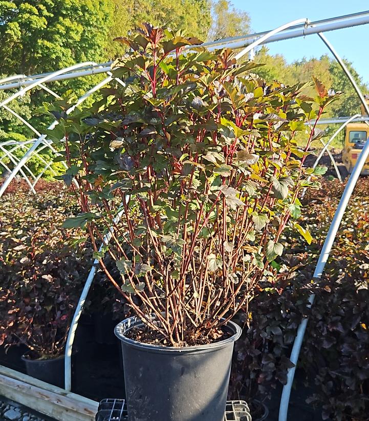 Physocarpus opulifolius Diabolo