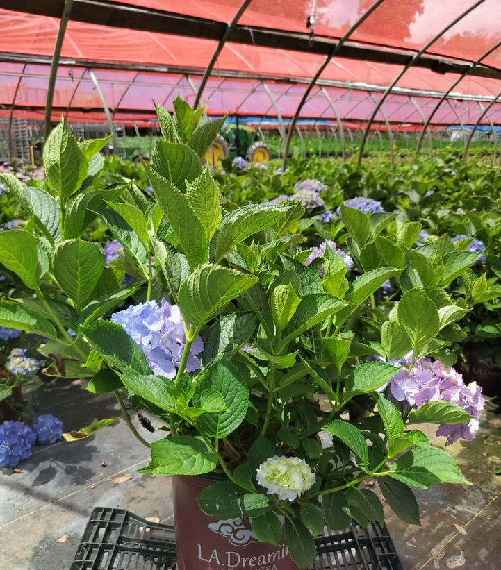 Hydrangea macrophylla L.A. Dreamin'®