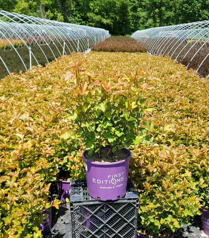 Physocarpus Amber Jubilee™