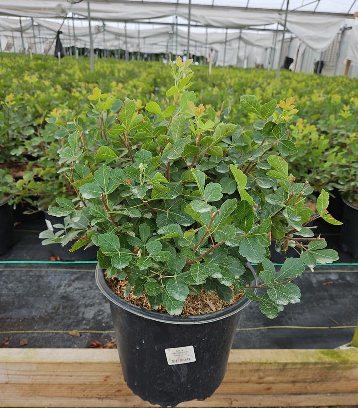 Rhus aromatica Gro-Low
