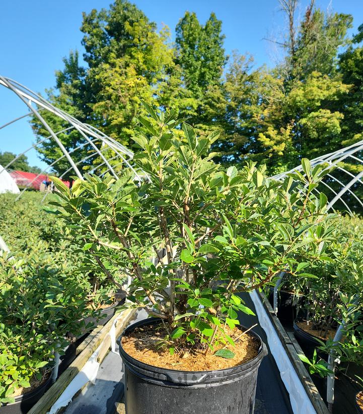 Ilex verticillata 'Red Sprite'