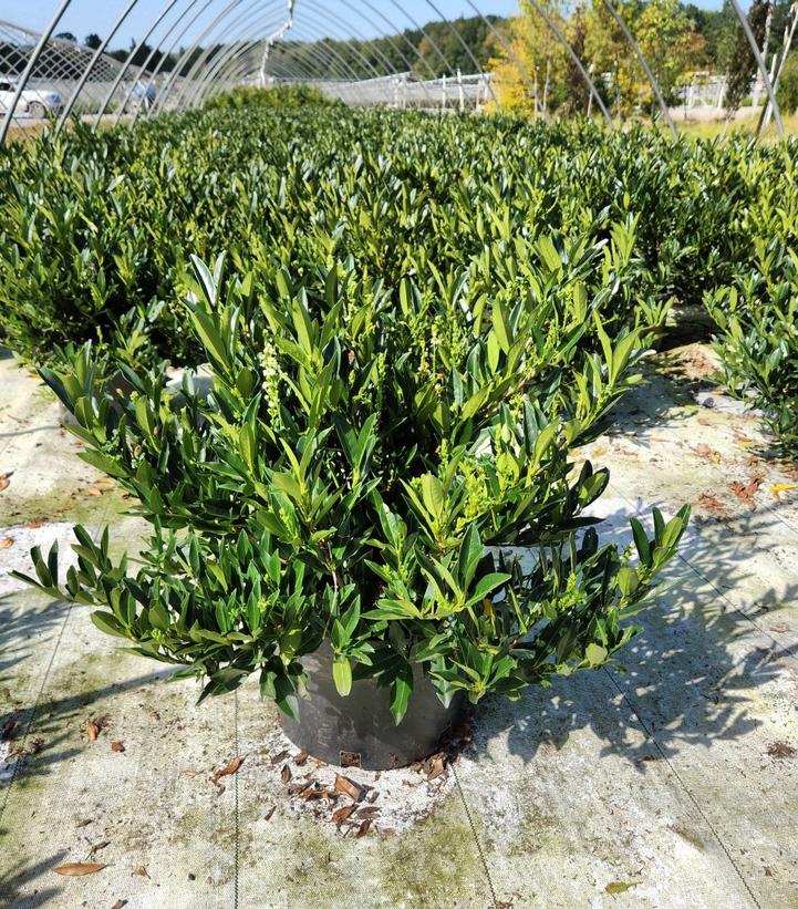 Prunus laurocerasus Otto Luyken