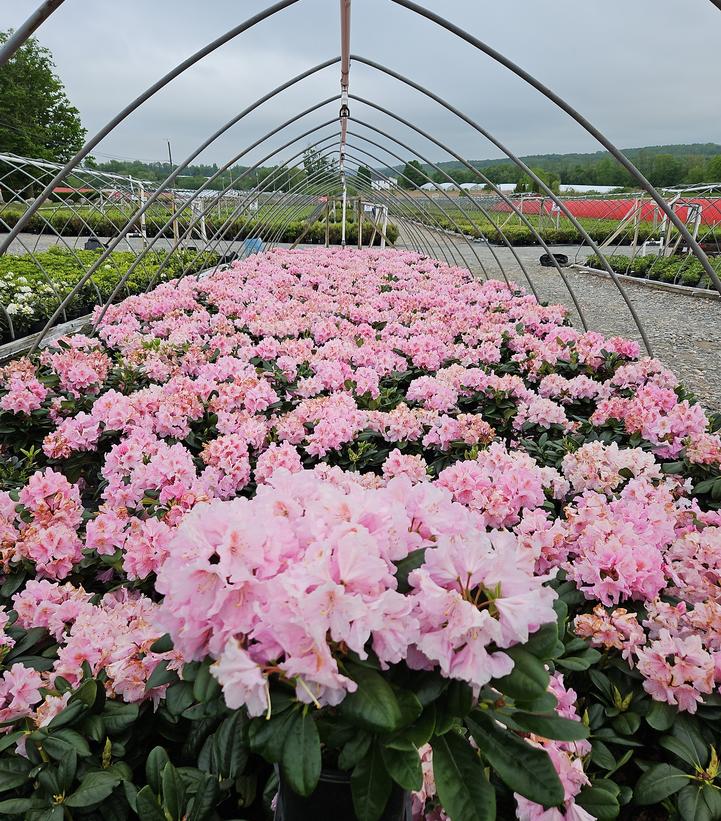 Rhododendron 'Scintillation'