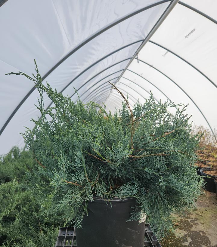 Juniperus virginiana 'Grey Owl'