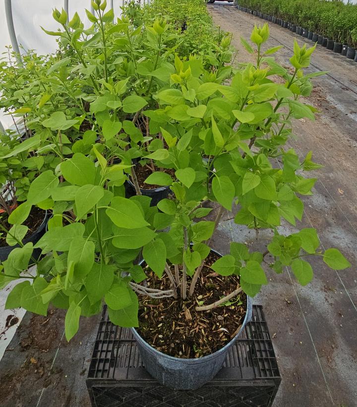 Syringa vulgaris 'Yankee Doodle'