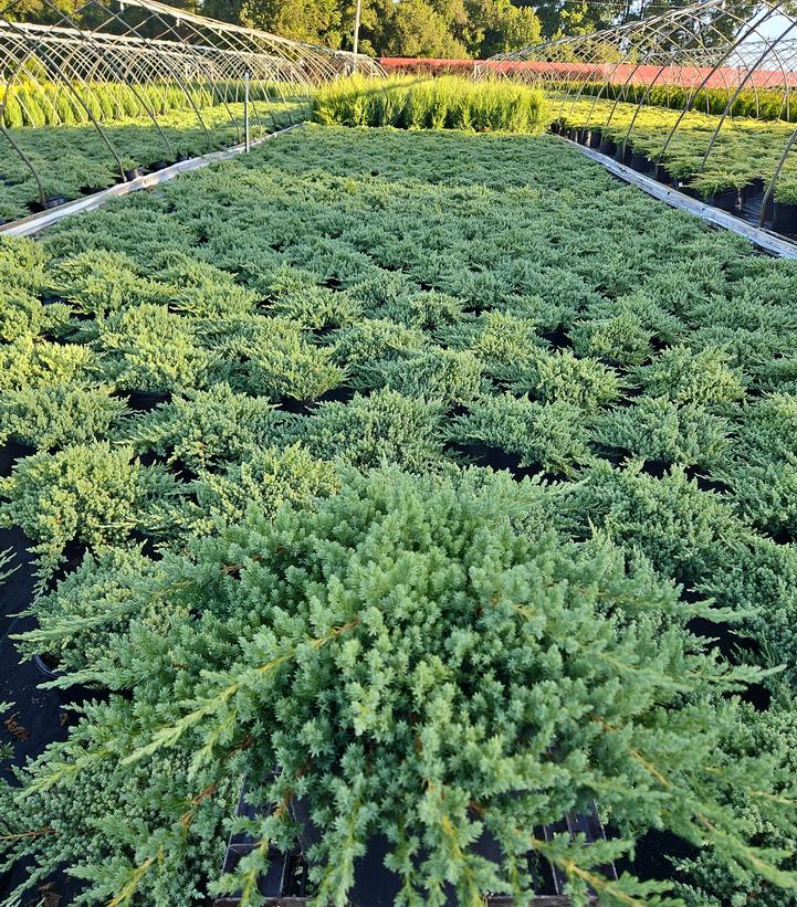 Juniperus procumbens 'Nana'