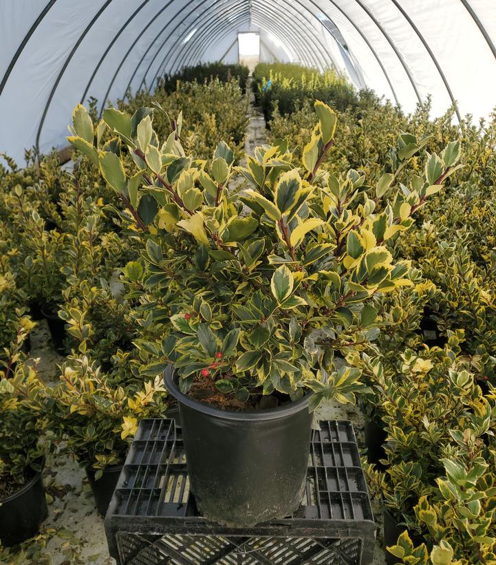 Ilex x meserveae 'Honey Maid'