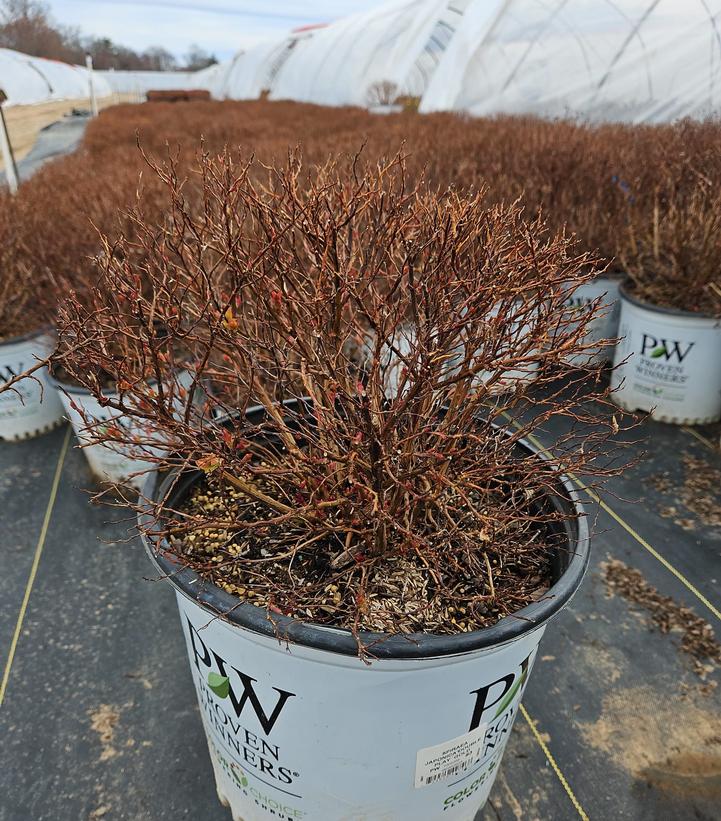 Spiraea japonica Double Play® Double Play® Gold