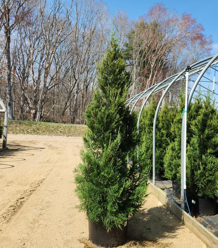 Juniperus c. Hetzii columnaris
