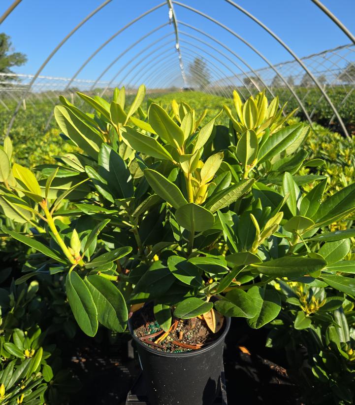 Rhododendron cat. Roseum Elegans