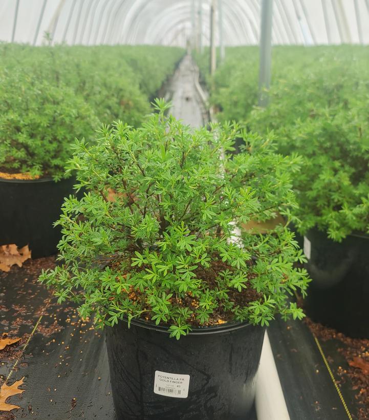 Potentilla fruticosa Goldfinger