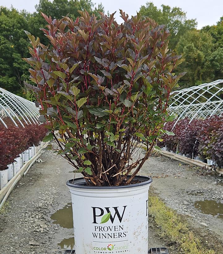 Physocarpus opulifolius Summer Wine®