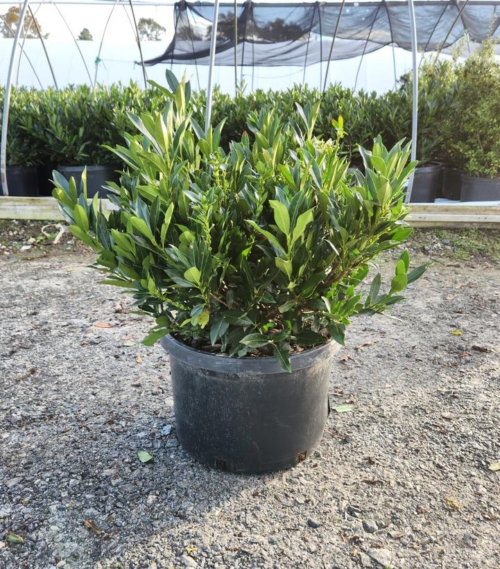 Prunus laurocerasus Otto Luyken