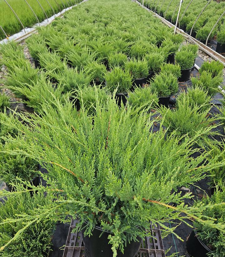 Juniperus chinensis Sea Green