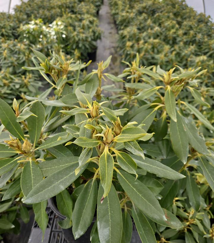 Rhododendron 'Dark Lord'