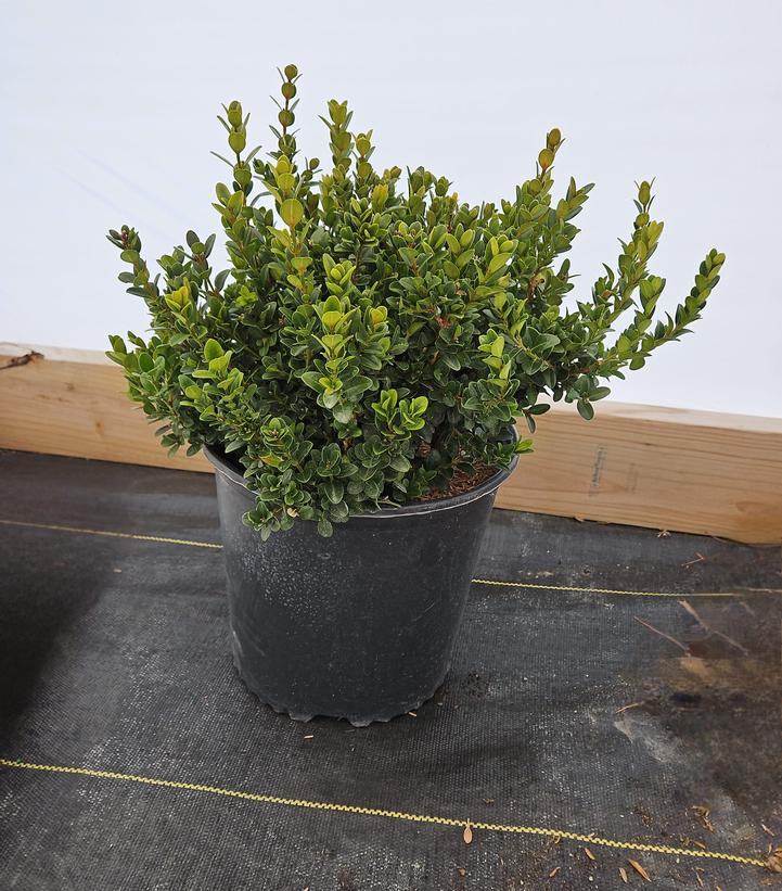 Buxus microphylla 'Little Missy'