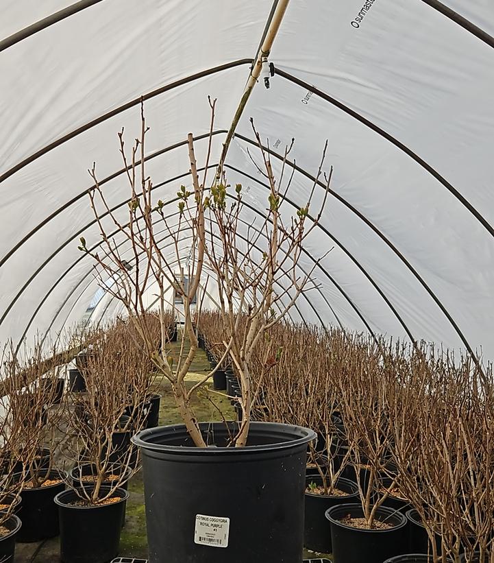 Cotinus coggygria Royal Purple