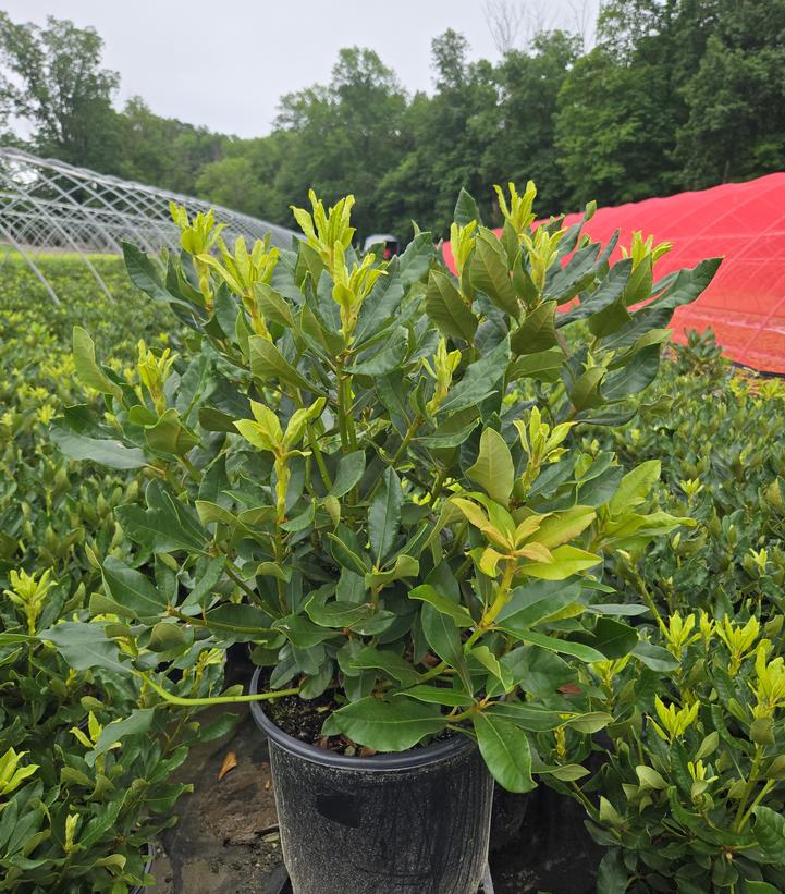 Rhododendron cat. Nova Zembla