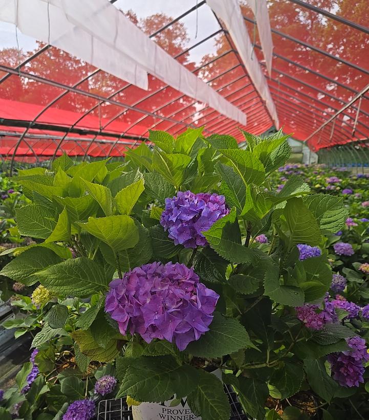 Hydrangea macrophylla Let's Dance® Let's Dance® Rhythmic Blue®
