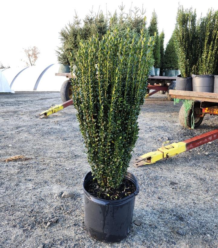 Ilex crenata 'Sky Pencil'