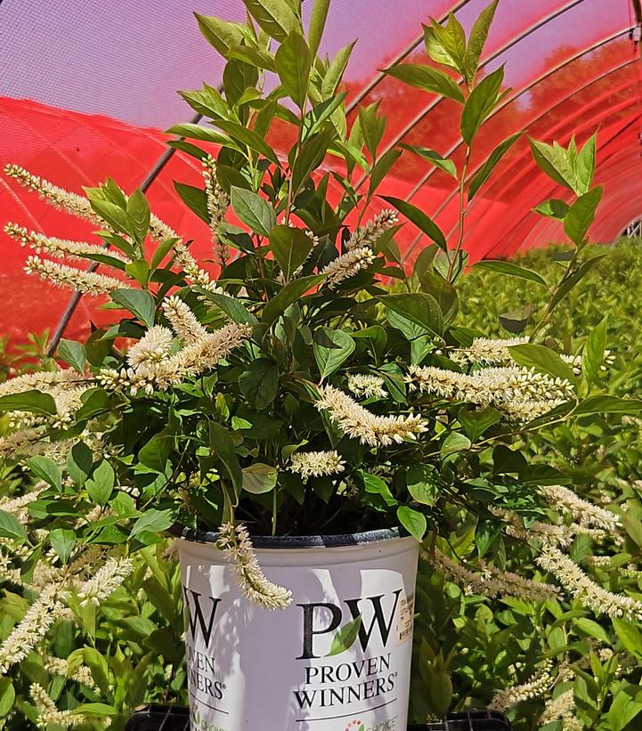 Itea virginica Little Henry®