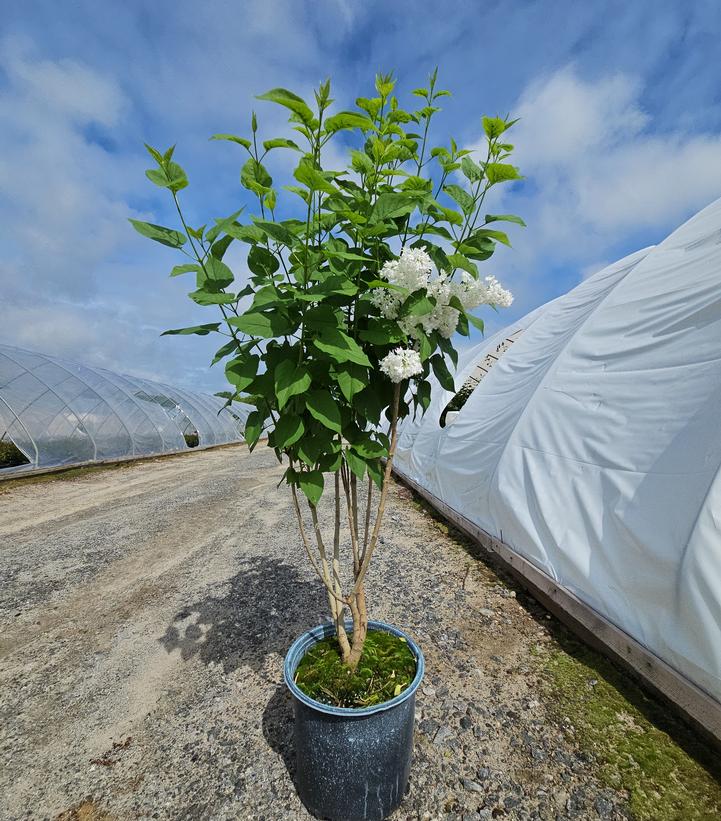 Syringa vulgaris 'Krasavitsa Moskvy'