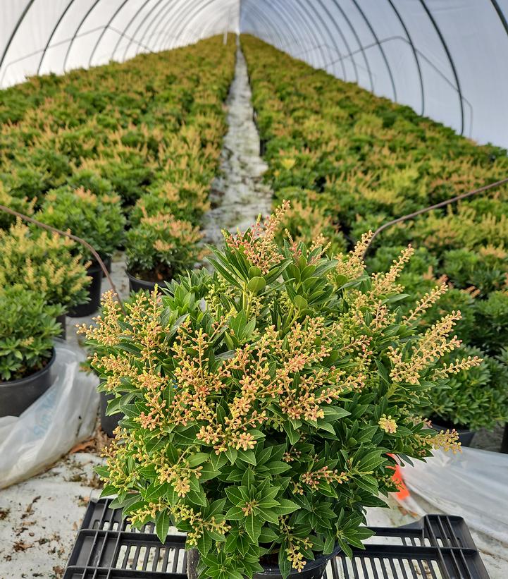 Pieris jap. Cavatine
