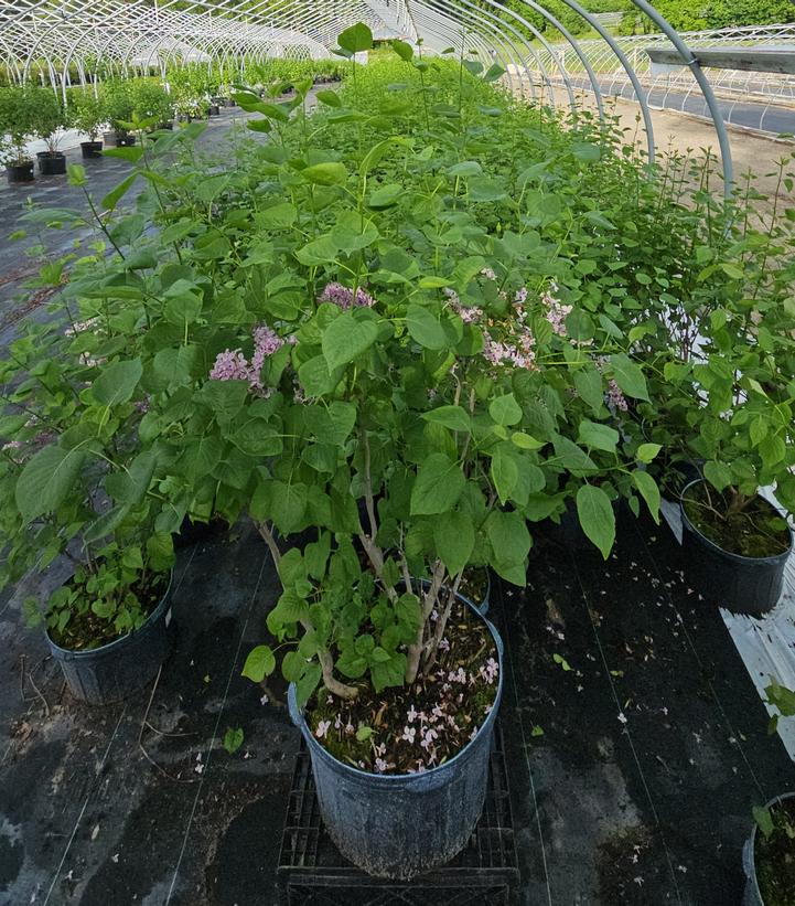 Syringa vulgaris 'Sensation'