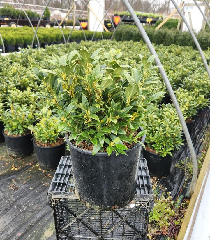 Sarcococca hookeriana var. humilis